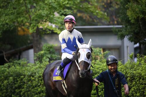 マイネルバルビゾン(高知県競馬組合提供)