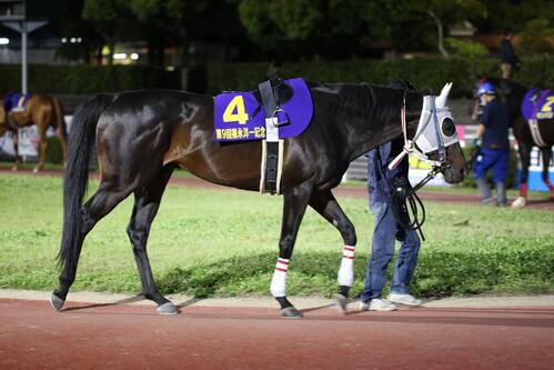 マイネルバルビゾン(高知県競馬組合提供)